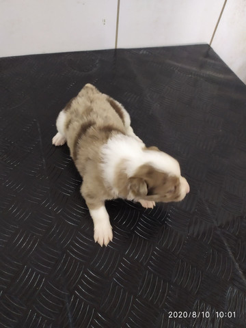 Border Collie - Foto 2