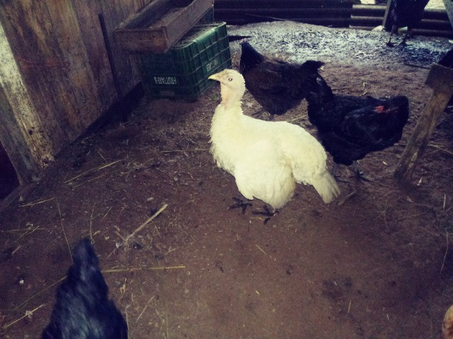 Ovos de perua - Foto 4