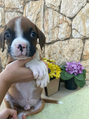 Boxer macho a pronta entrega