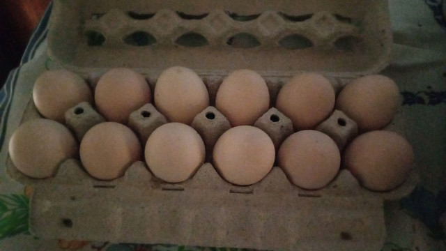 Ovos galados