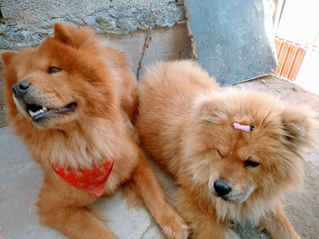 Chow chow - Foto 2