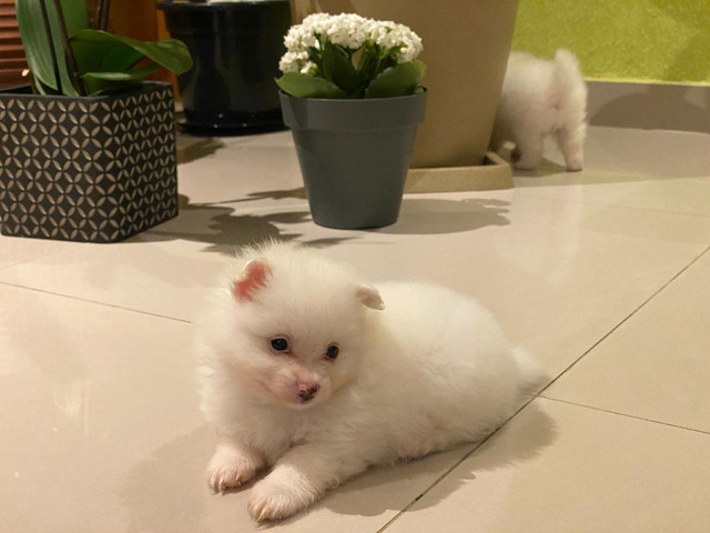 Filhotes Spitz Alemão - Foto 3