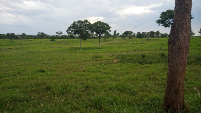 Fazenda de 378 Alqueires Goianos  - Foto 4