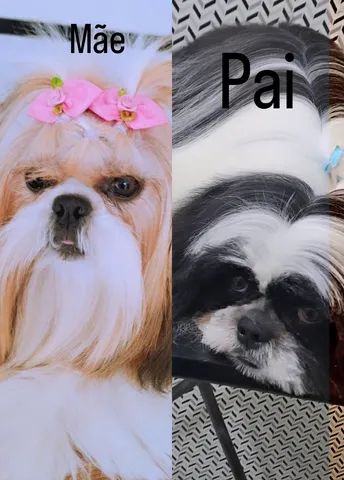 Vendo Shih-tzu. - Foto 5