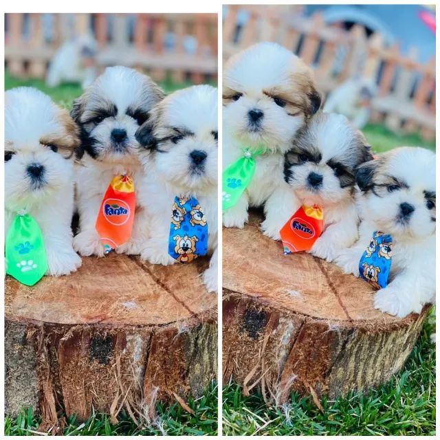 Shih tzu mini sales olx