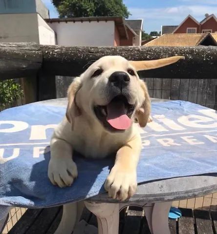Filhotes labrador raça pura! (11) 99.97.86-648- vacinados e com garantias