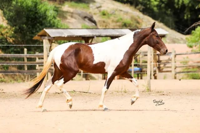 Pelagens de Equinos - Cavalo Campeiro