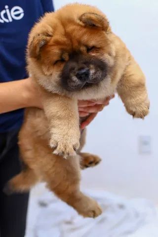 Chow Chow,Lindo. Fofinho Padrão da Raça. Otima Linhagem