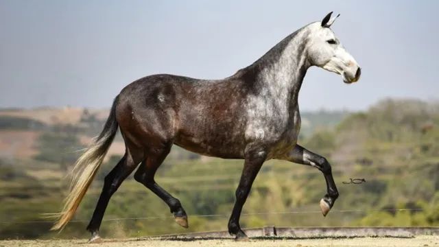 Pelagens de Equinos - Cavalo Campeiro