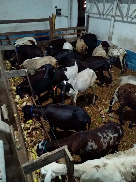 Venda  de ovelhas e cabras - Foto 3