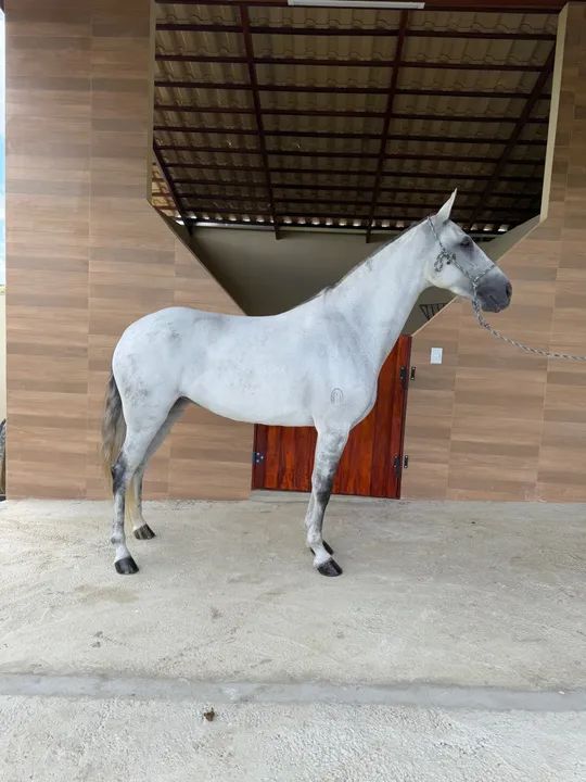 Egua marcha picada 7 anos com Documento em dias