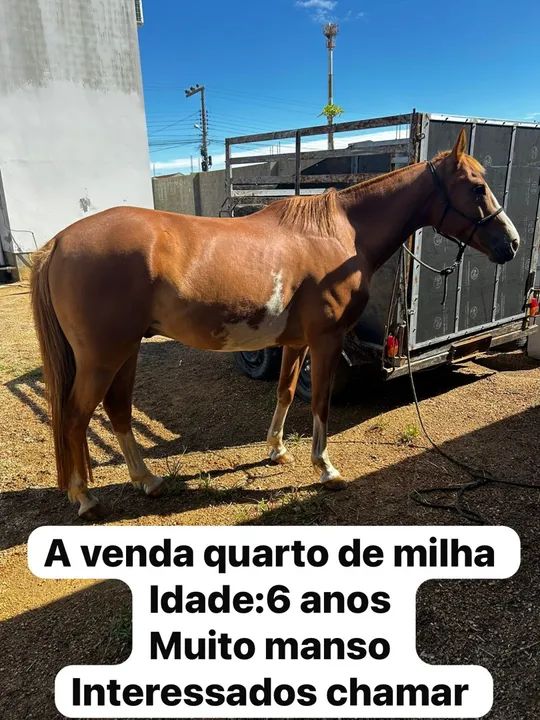 A venda quarto de milha 