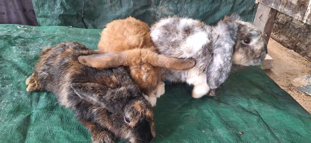 Vendo coelhos adultos mini lop 