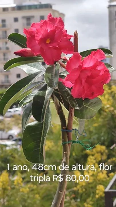 Zamioculca com galhos até um metro - Foto 2