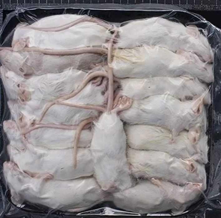 Camundongo para alimentação  - Foto 2