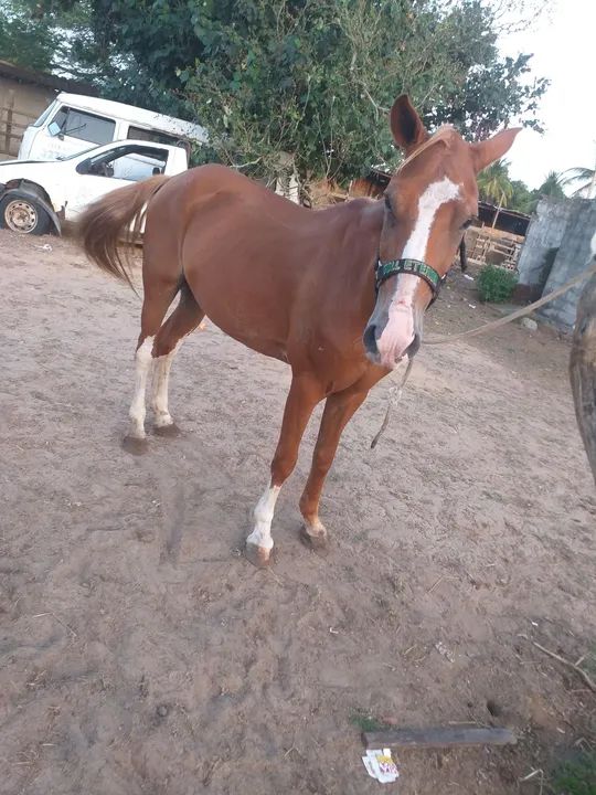 Cavalo de esteira pra vende ou troca... - Foto 3