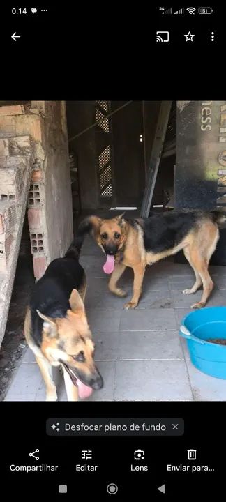 Pastor alemão capa preta - Foto 6