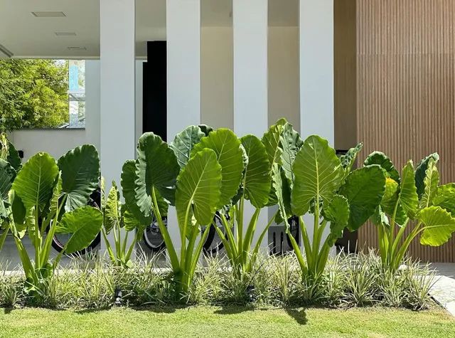 Alocasia Orelha de elefante ? - Foto 4