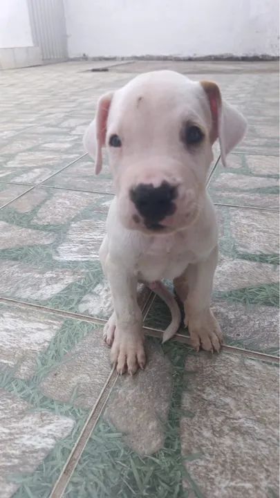 Filhote de Dogo Argentino - Foto 4