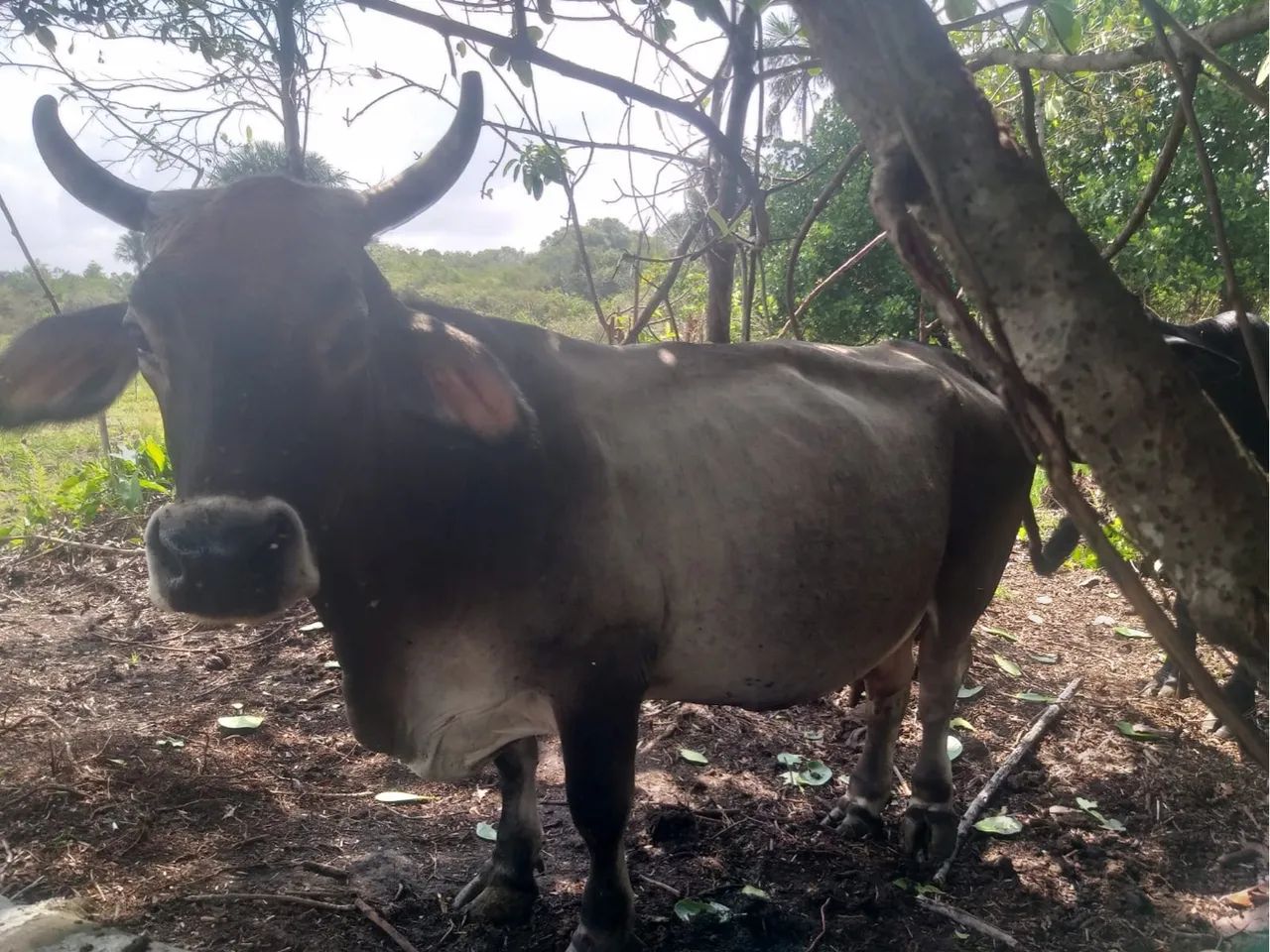 Três mini vacas para venda e um mini touro  - Foto 4