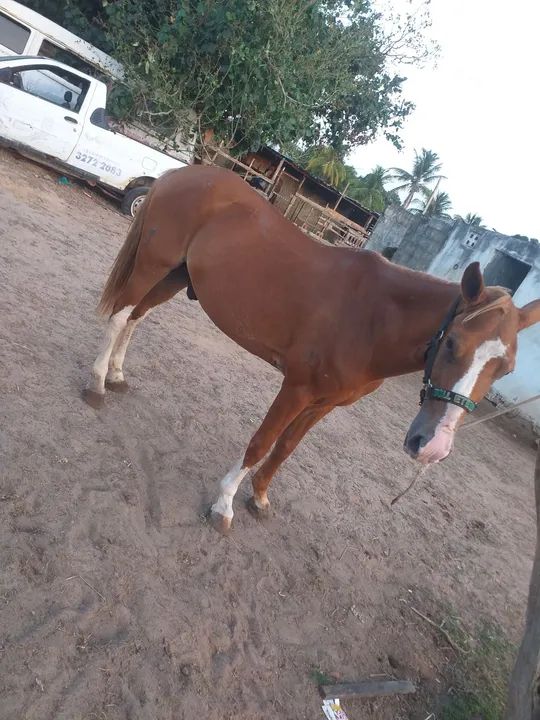 Cavalo de esteira pra vende ou troca... - Foto 4