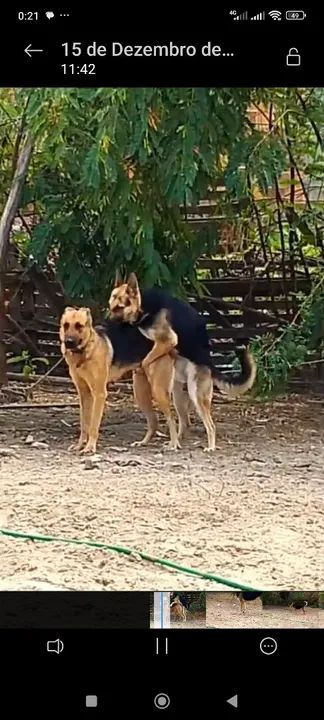 Pastor alemão capa preta - Foto 3