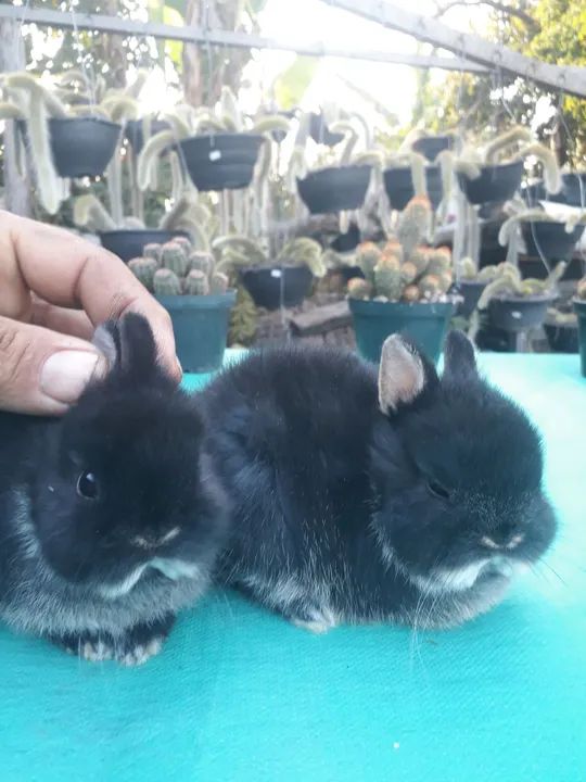 Coelho anão importado Black other  - Foto 3