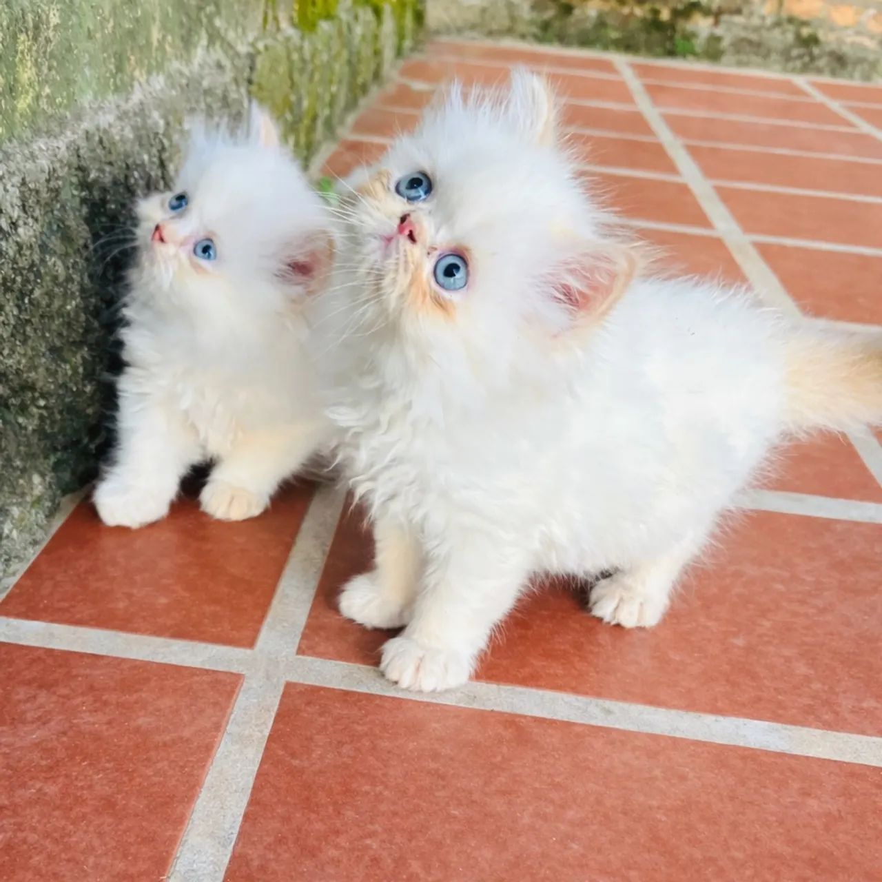 Filhotes de Persa Macho