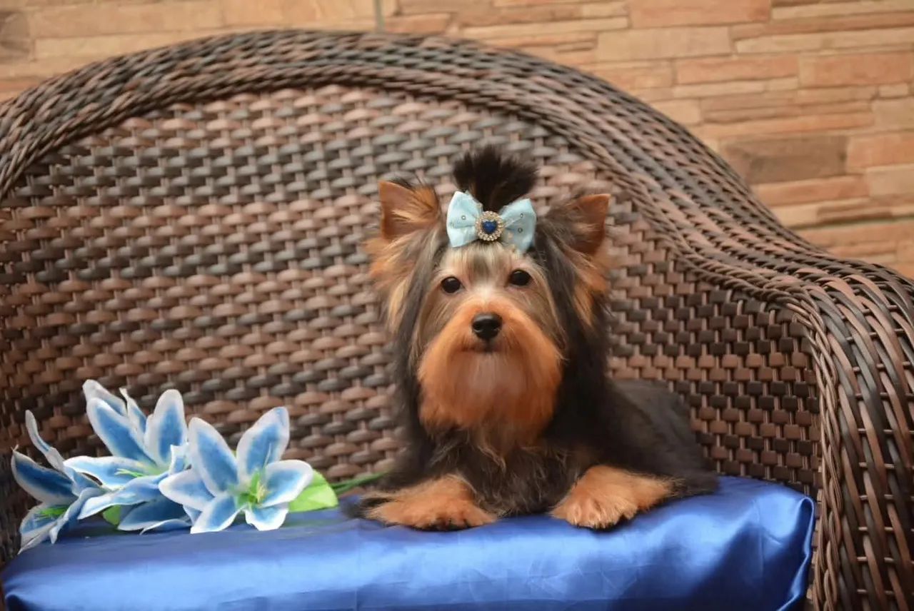 Lindo macho yorkshire 5 meses  - Foto 4