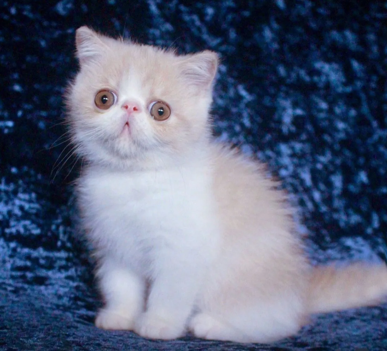 Exótico filhote de gata