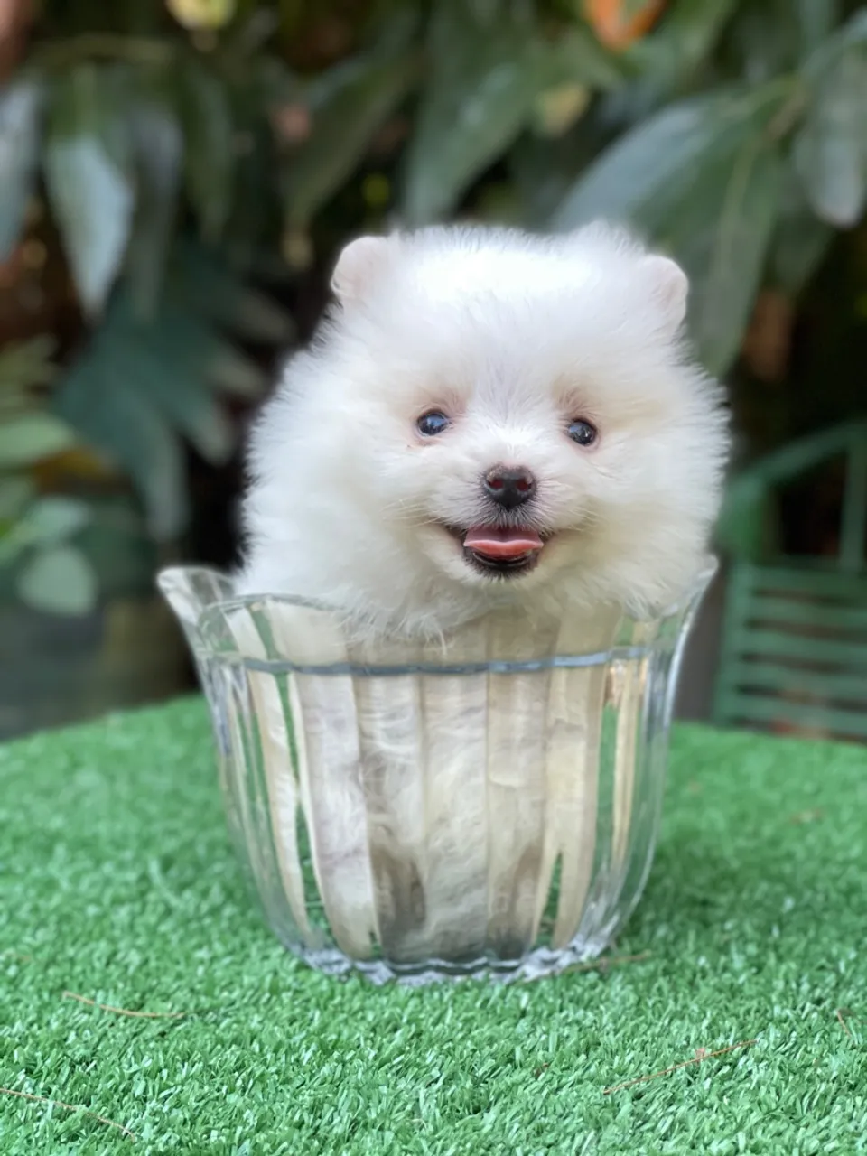 Lulu da Pomerania anão minúsculo