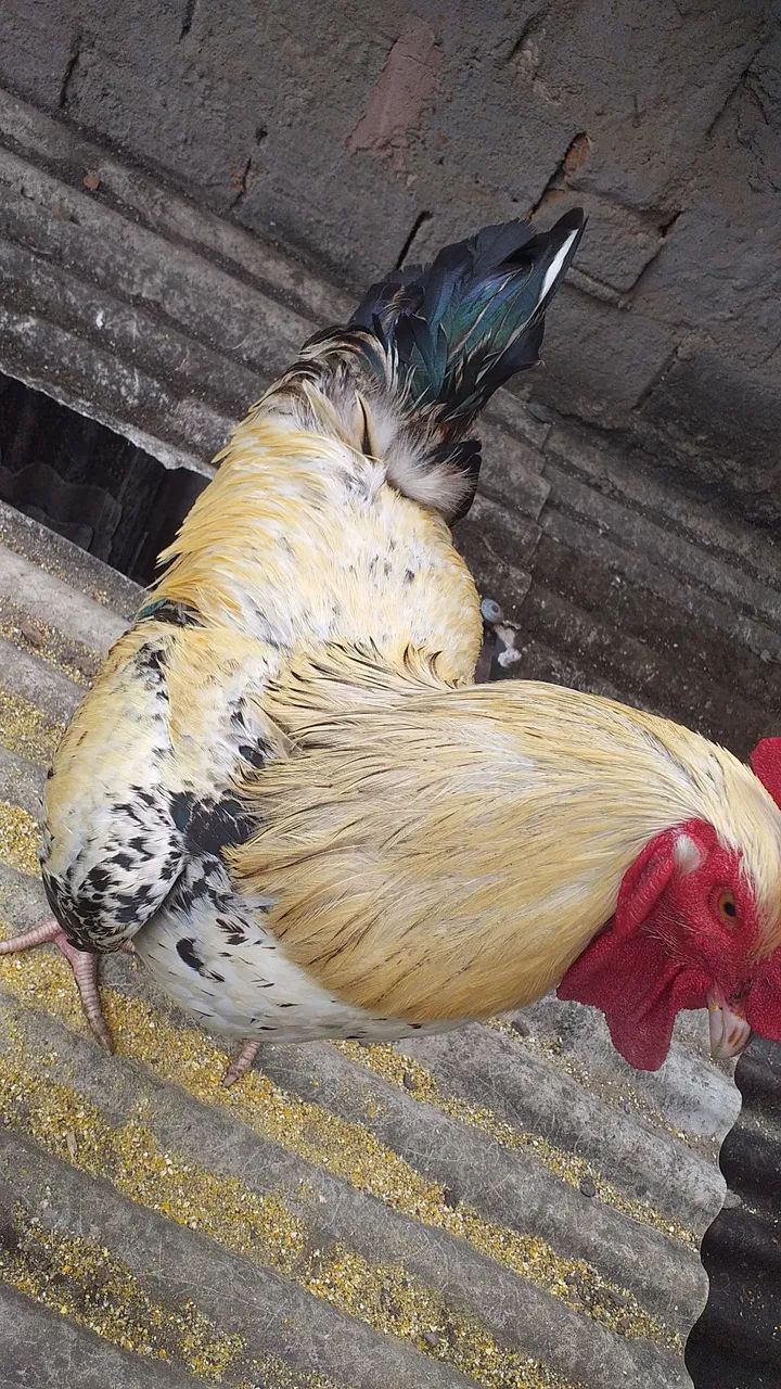 Ovos GSB e GLC Melhorados!!! Atenção baixamos o preço - Foto 4