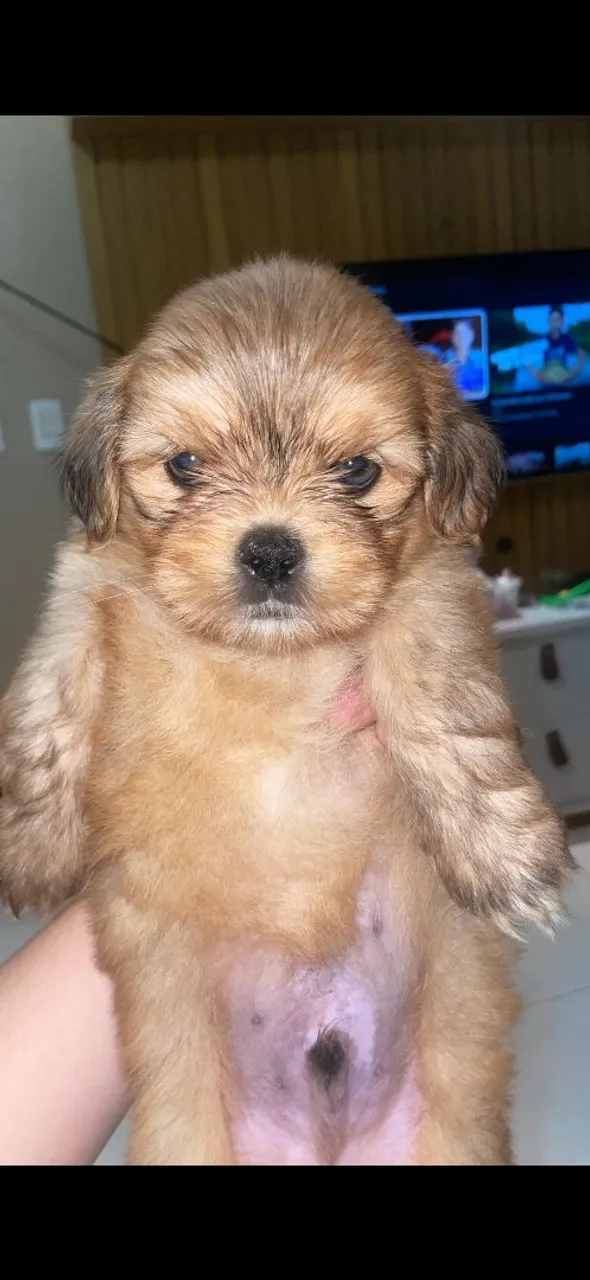 Vendo filhote de Lhasa Apso