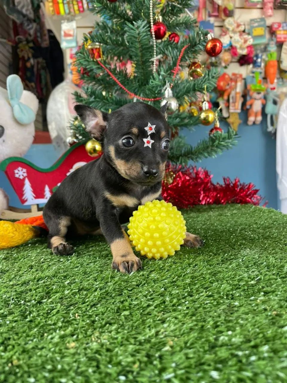 Pinscher mini com Nota fiscal 