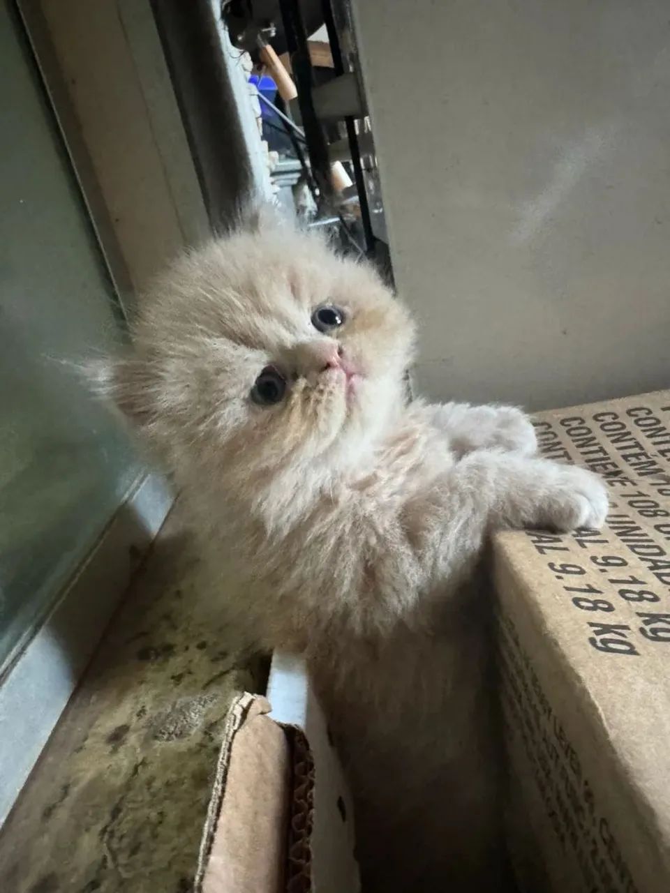 Gato Persa  - Foto 2