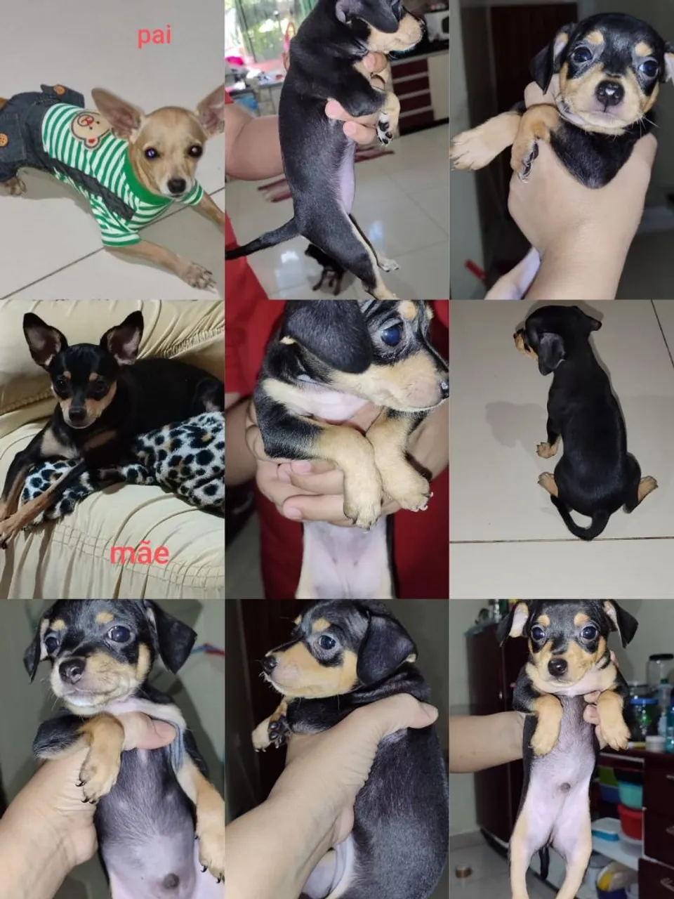 Filhotes de pinscher 