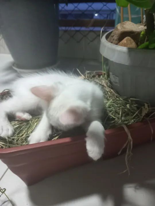 Gatinho Branco Fofo para Adoção - Foto 3
