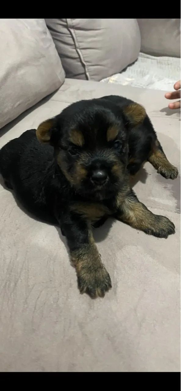 Venda de cachorro  - Foto 2