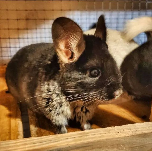 Chinchila - Filhotes - PROMOÇÃO DE VERÃO - Foto 5