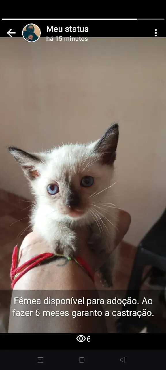Gatinhos para adoção responsável