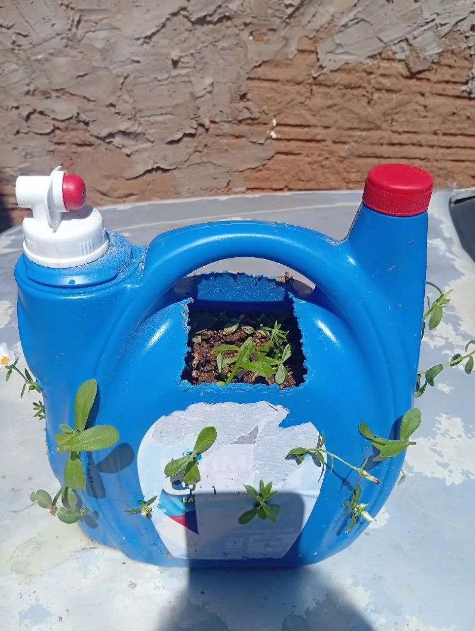 Plantas diversas  - Foto 4