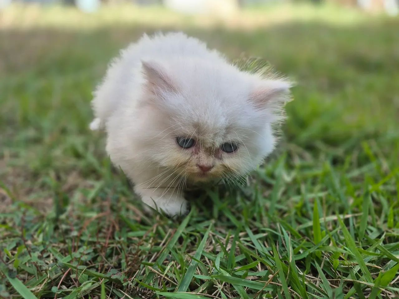 Vende - se  filhotes Gato Persas - Foto 3