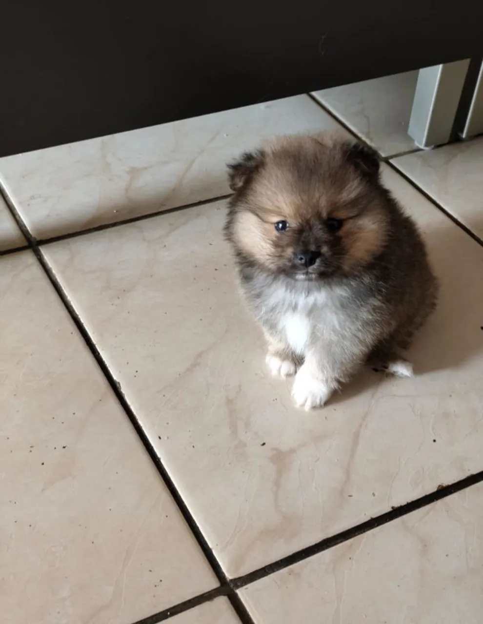 Filhote de Spitz Alemão Mini