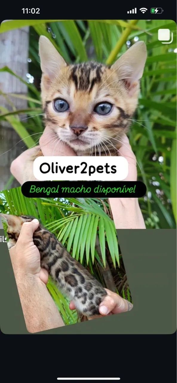 Dois filhotes de Bengal (FÊMEA) - Foto 2