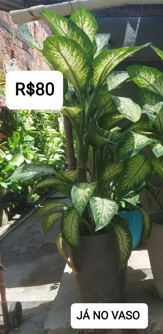 Planta no vaso grande 1.50mR$80
