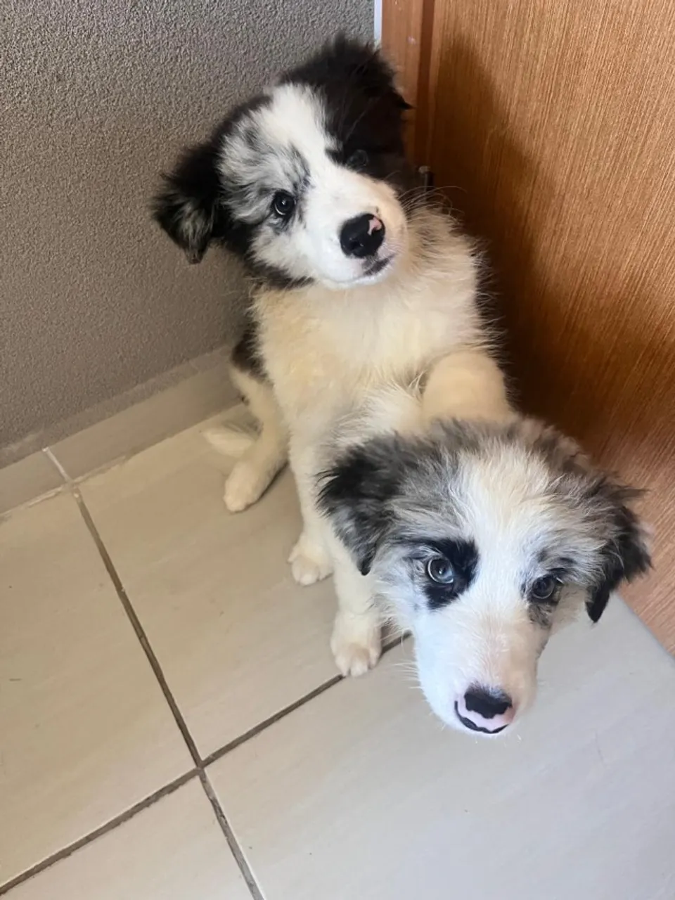 Filhotes de Border Collie Deallus Border Canil
