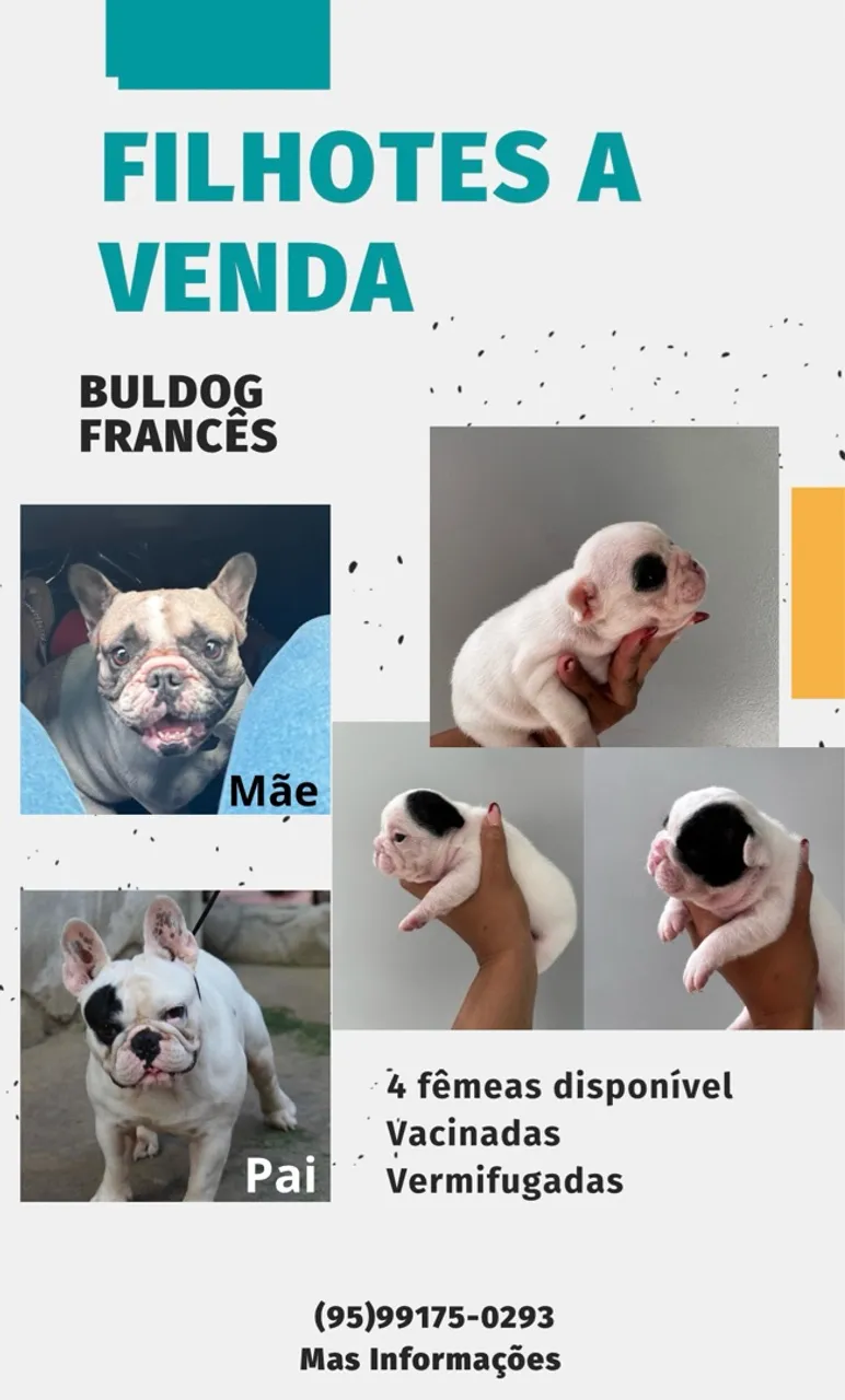 Vendo lindas Fêmeas de Buldog Francês