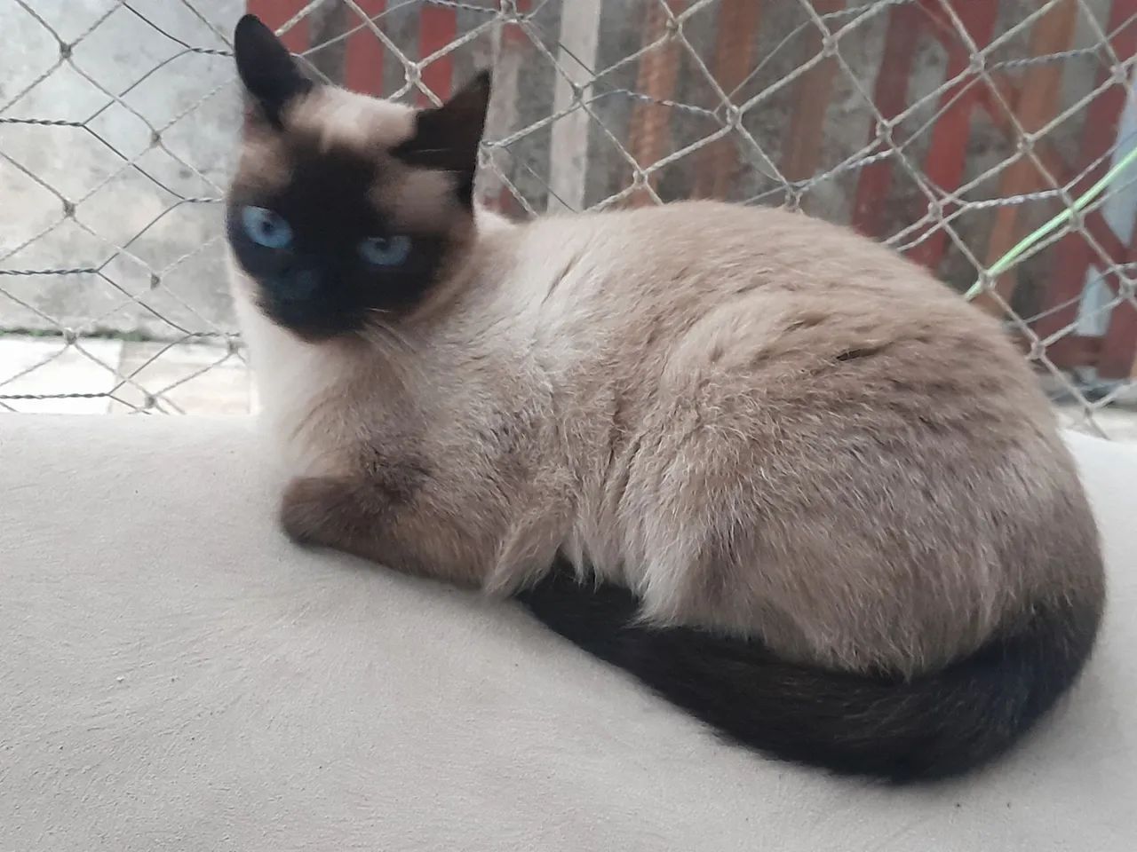 Doando uma gatinha siamesa pura de 1 ano e meio - Foto 3