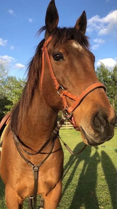 DOAÇÃO DE CAVALOS - Foto 2