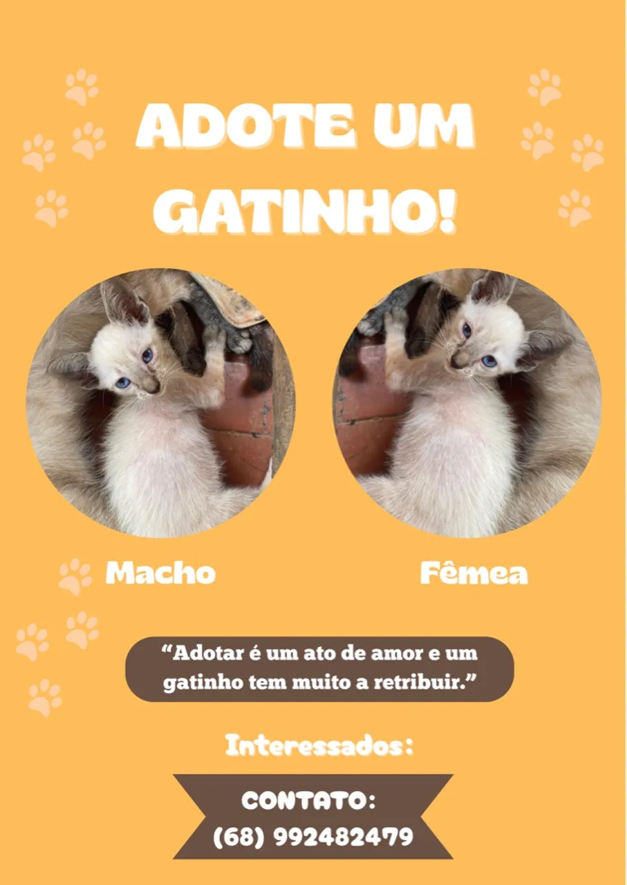 GATINHOS PARA ADOÇÃO 